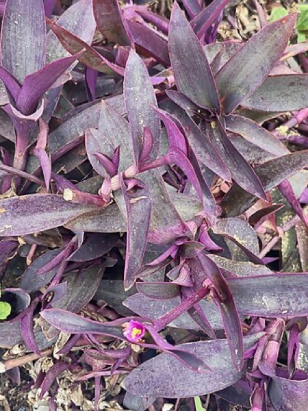 Tradescantia pallida