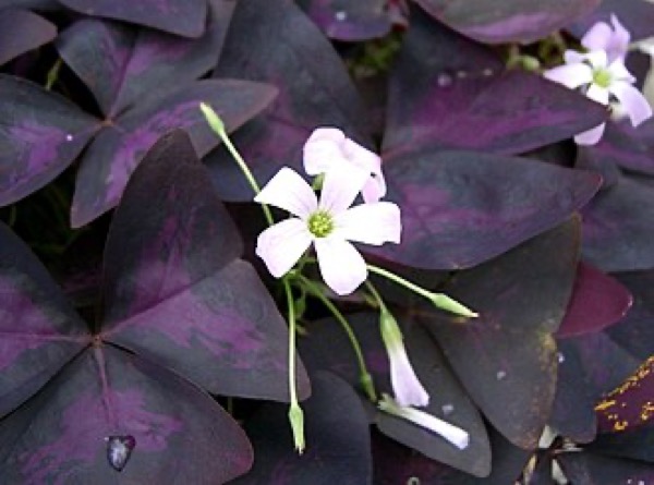 Trevo-roxo