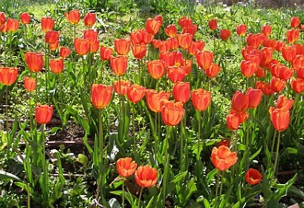 Tulipa
