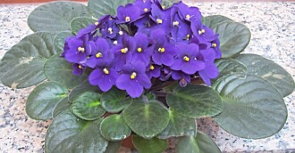 Violeta-africana
